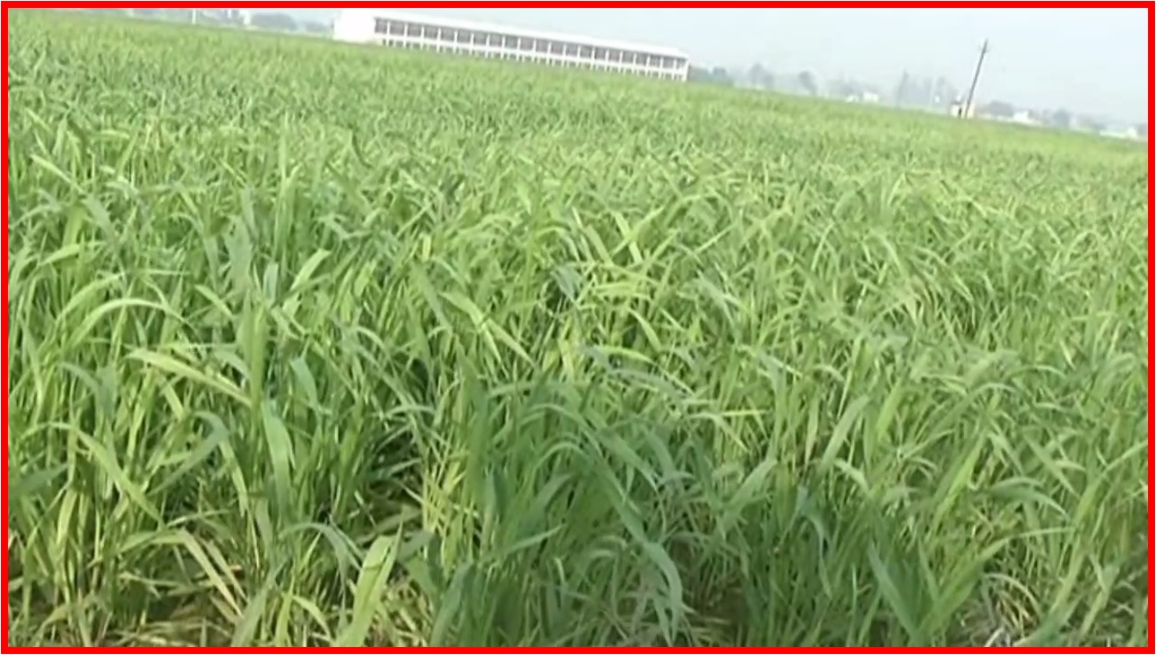 Mandusi weed in wheat