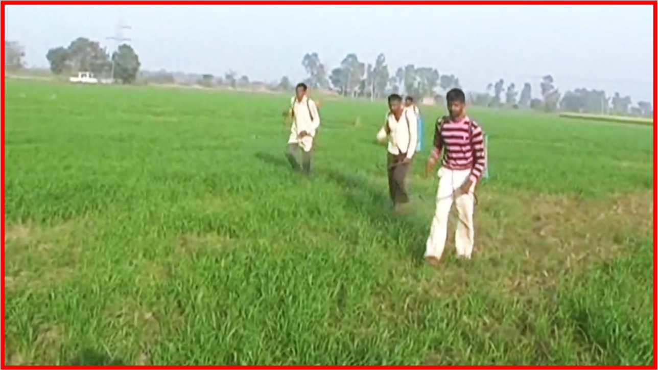 Mandusi weed in wheat