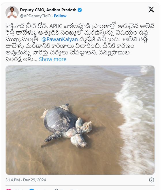 UNSTOPPABLE DEATH OF OLIVE RIDLEY