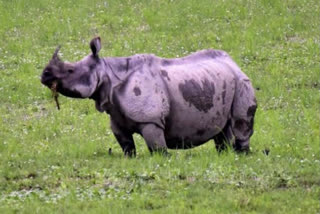 Delhi Zoo's One-Horned Rhino Dharmendra Dies Under 'Unnatural Circumstances'