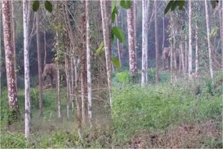 VETTTILAPPARA WILD ELEPHANT  WILD ELEPHANT ATTACKS IN KERALA  കാട്ടാന ആക്രമണം തൃശൂര്‍  കാട്ടാന ആക്രമണം നിലമ്പൂര്‍