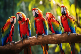 Exotic parrots