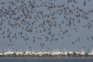 Chilika Bird Festival