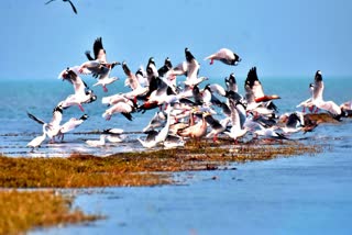 CHILIKA BIRD FESTIVAL