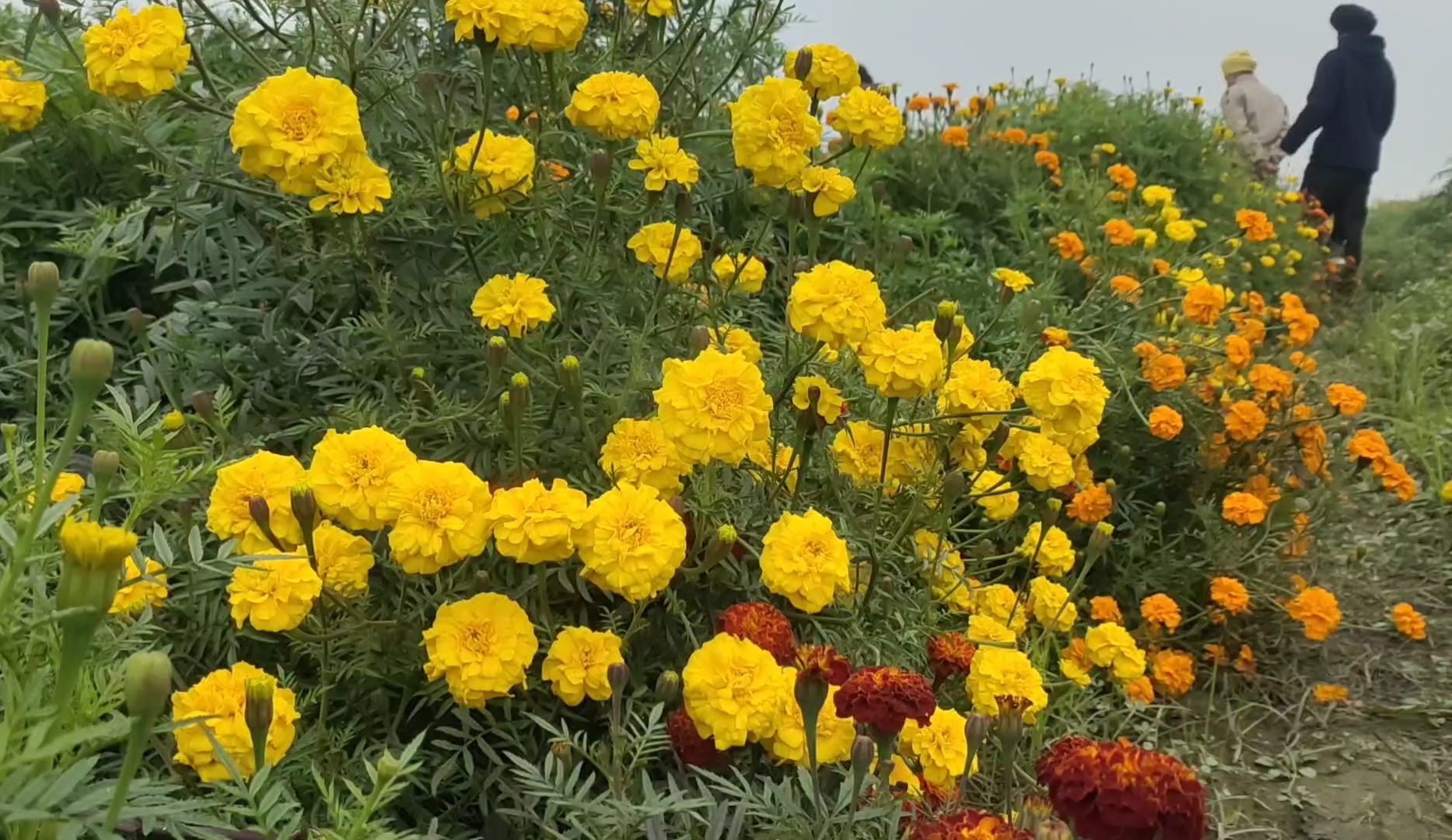 Marigold cultivation in Karnal