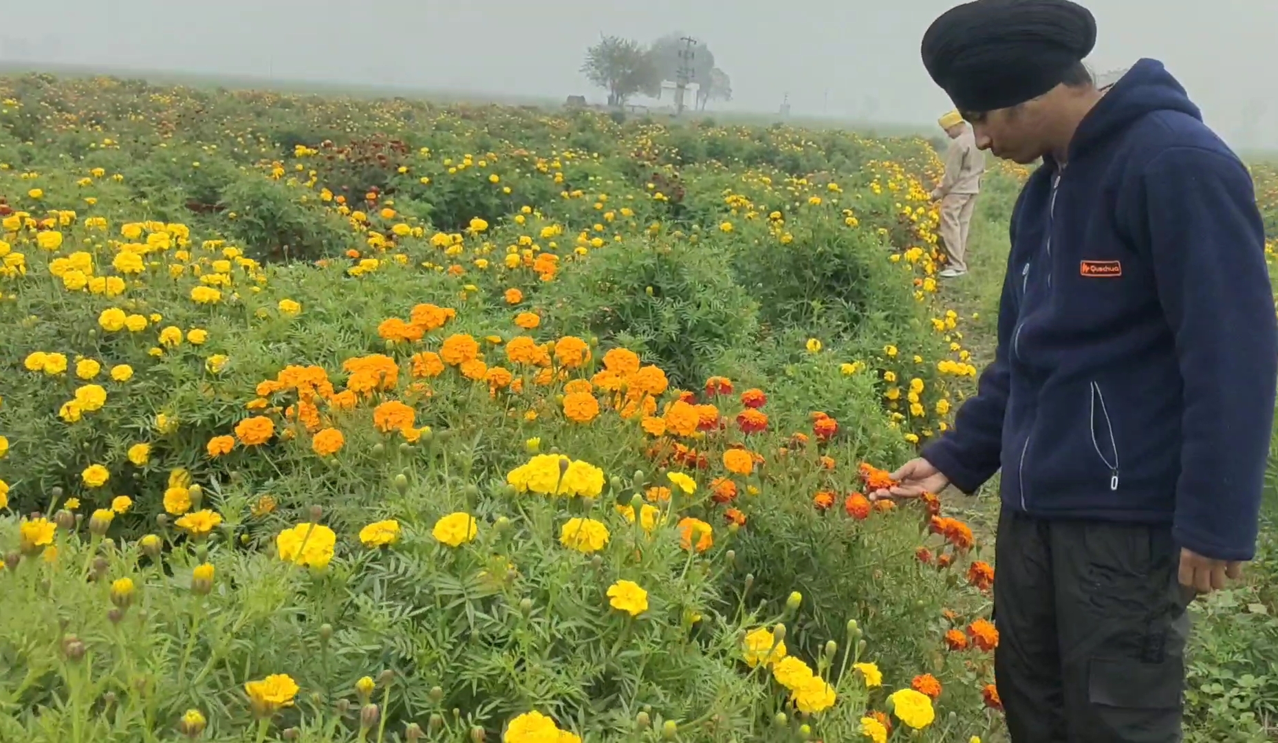 Marigold cultivation in Karnal