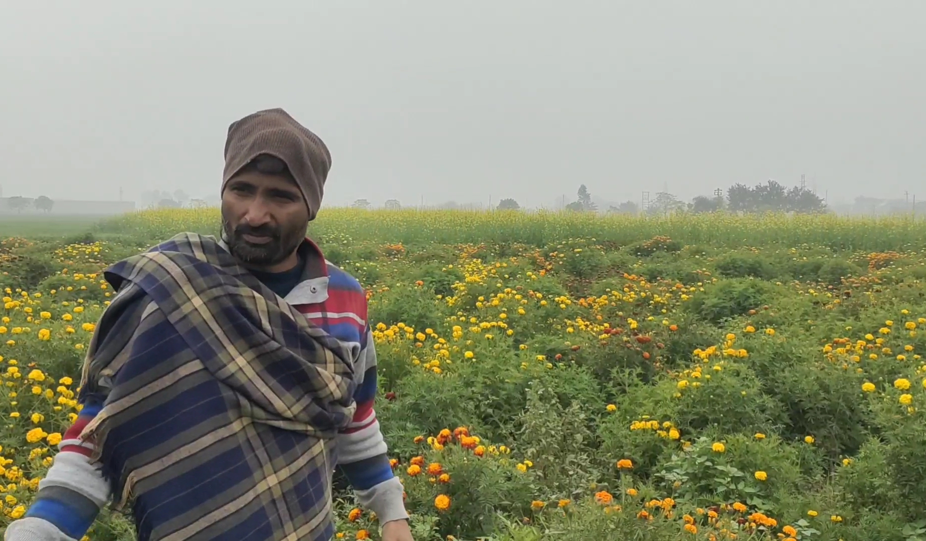 Marigold cultivation in Karnal