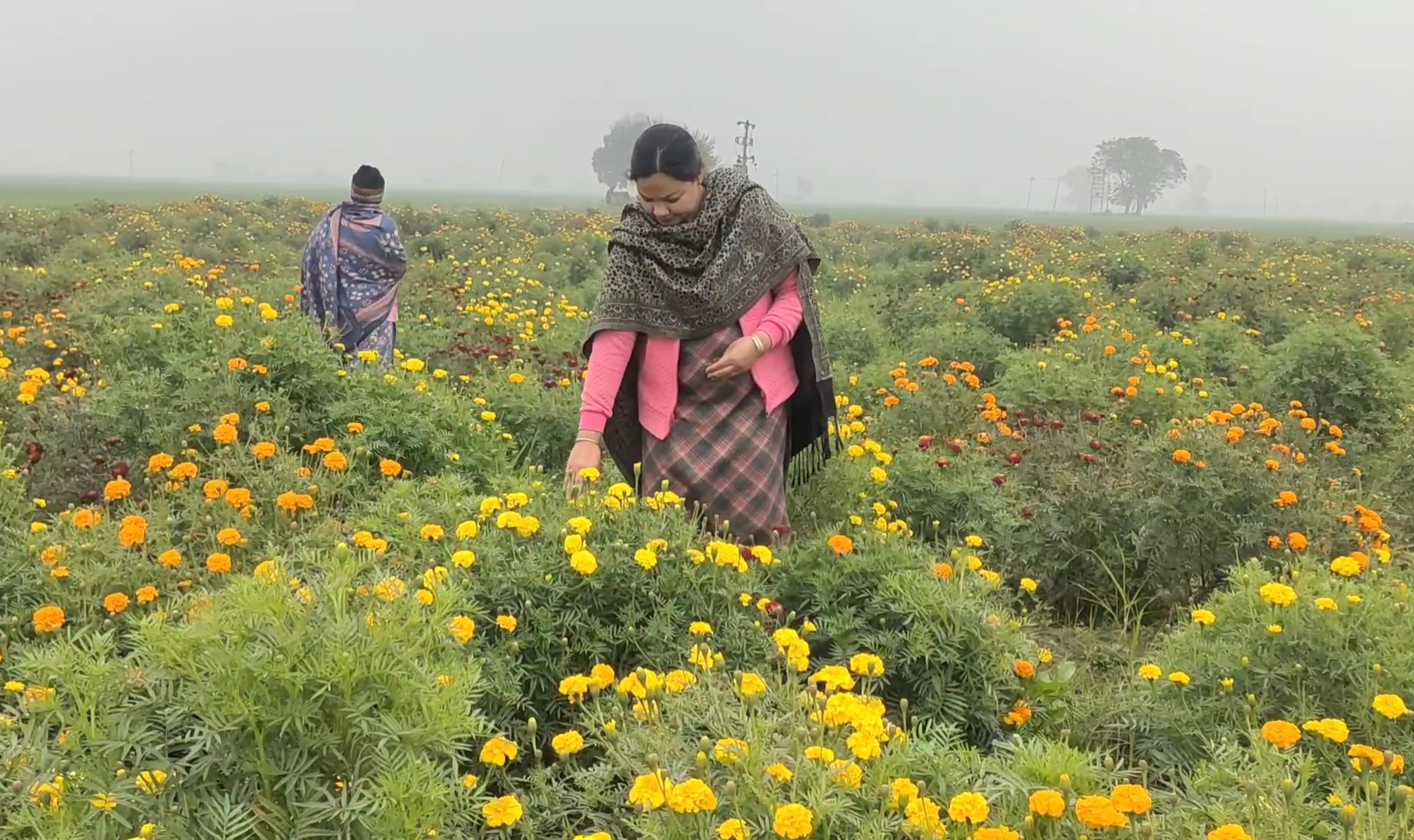 Marigold cultivation in Karnal