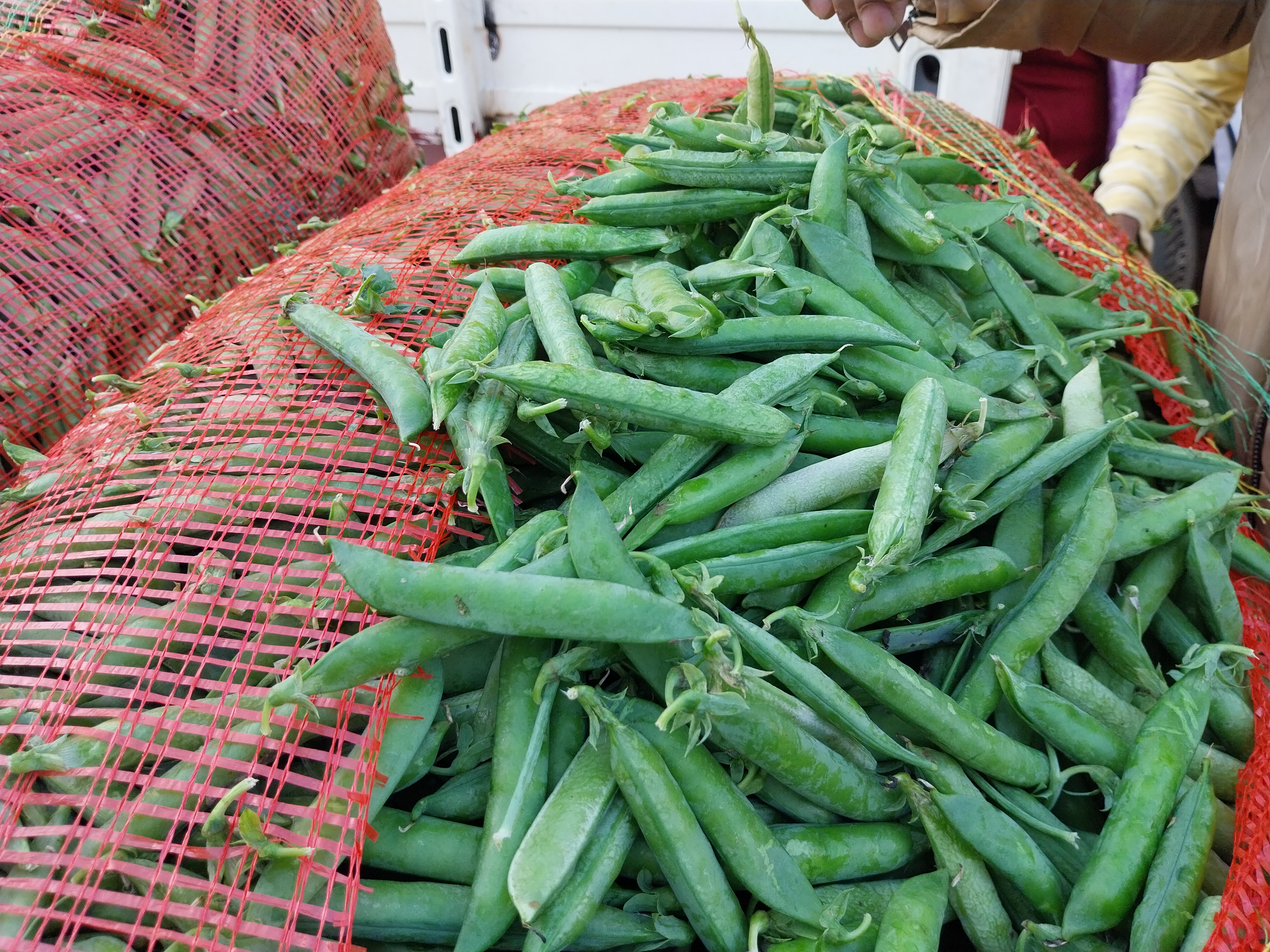 Jabalpur Pencil pea