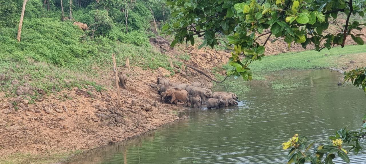 makhna elephant found Bandhavgarh