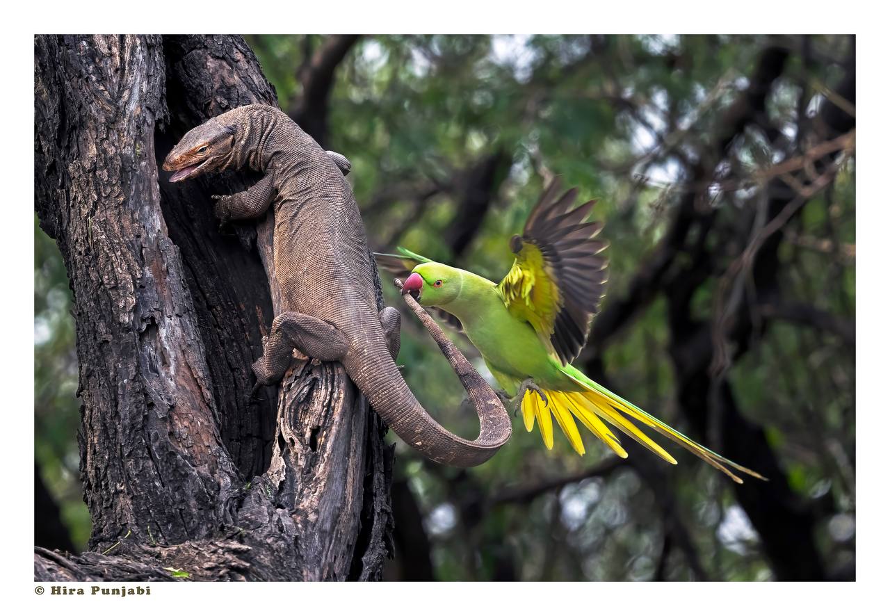 Heera Punjabi's award-winning photo of a Parakeet and Monitor Lizard has earned worldwide acclaim, giving Keoladeo National Park international recognition for its biodiversity.