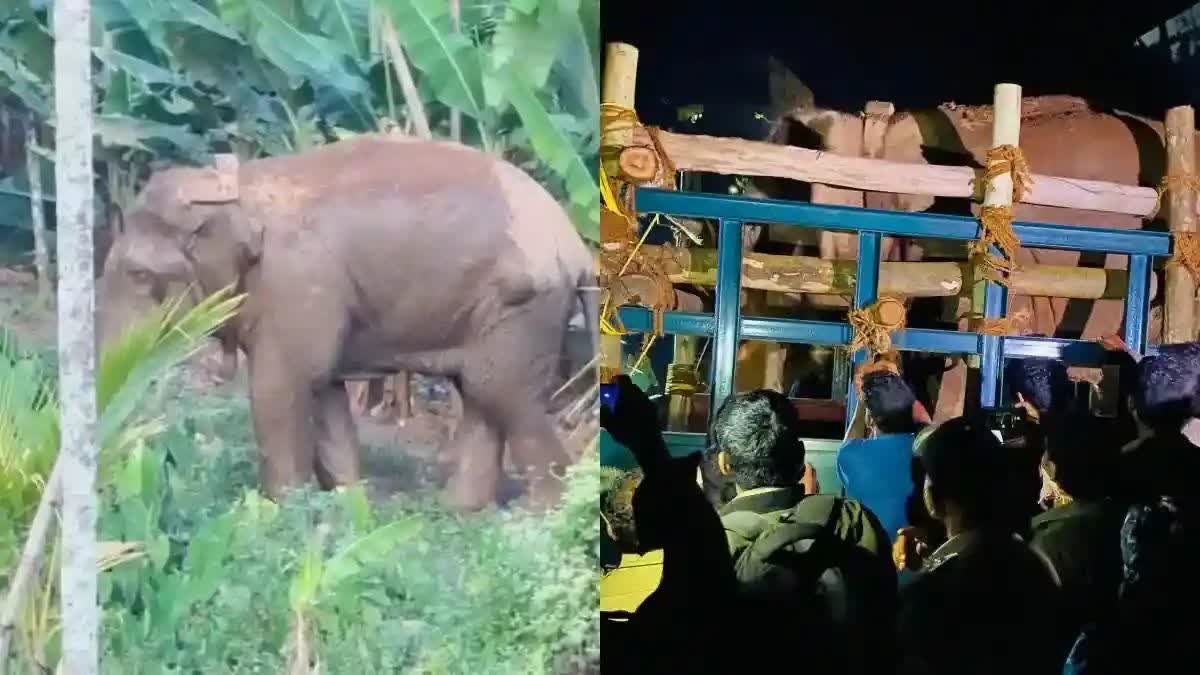 A high level committee will investigate the death of wild elephant