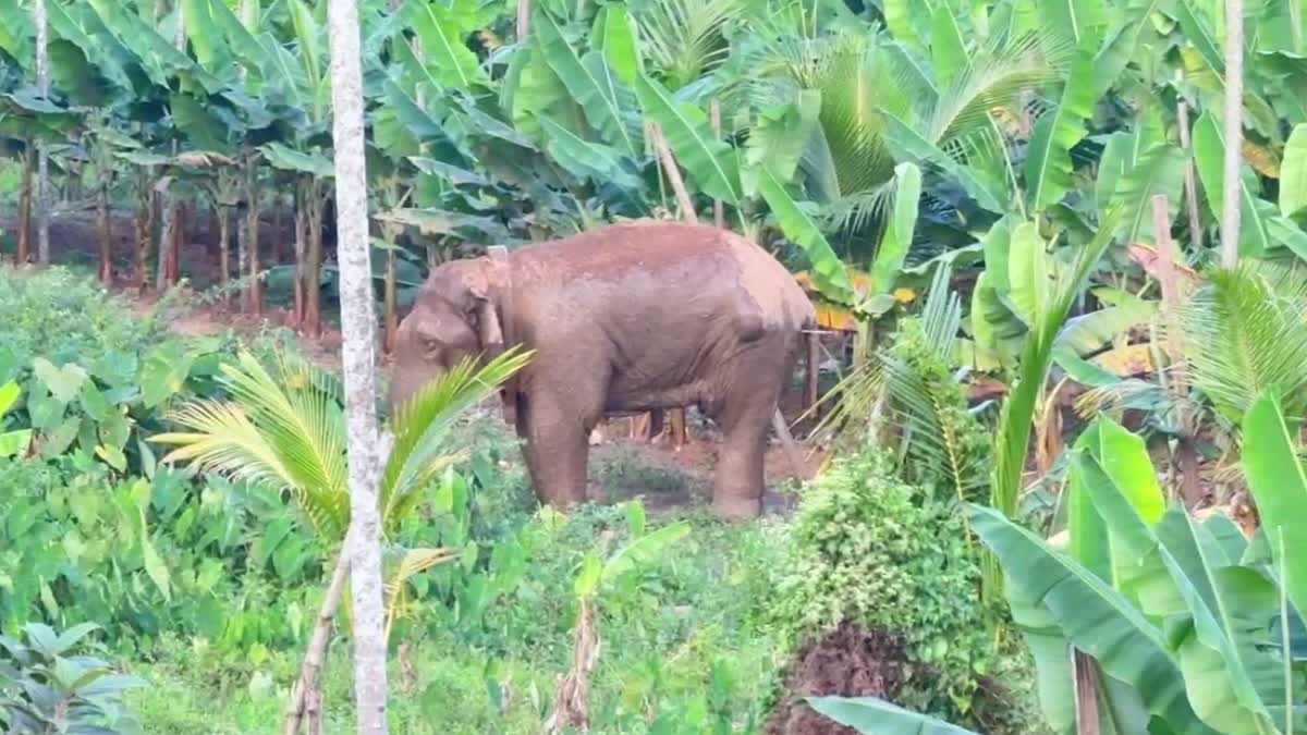 heart-attack-and-trauma-cause-of-death-of-a-wild-elephant-in-bandipur