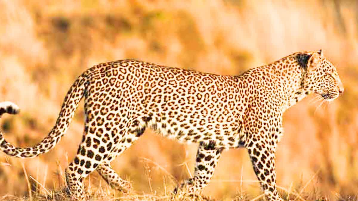 death of leopard in Dhamtari