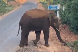 ಬಂಡೀಪುರದಲ್ಲಿ ಕಾಡಾನೆ ಸಾವು