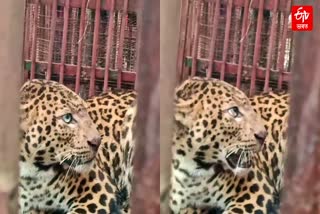 Leopard caged in Jorhat