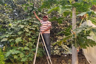 17 Feet Tall Brinjal Tree