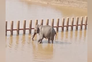 old man dies of wild elephant attack