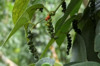 Pepper price down  farmers in danger  കുരുമുളകിന് വിലയിടിയുന്നു  കര്‍ഷകര്‍ ആശങ്കയില്‍