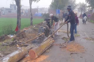 Green Trees Cutting In Kaithal