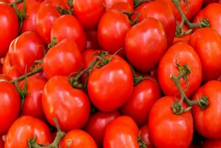 tomato juice  antibacterial properties  can kill salmonella  തക്കാളിക്ക് ഏറെ ആരോഗ്യ ഗുണങ്ങള്‍  സാല്‍മൊണല്ല