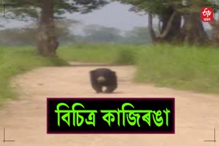 animals free roaming in kaziranga national park