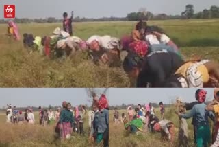 ali aye ligang preparation in Dhakuakhana