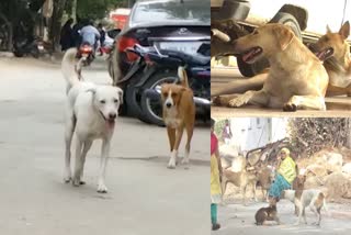 Street Dog Issue in Telangana