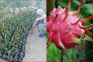 Sirsa Dragon Fruit Farming