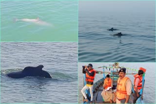 Census of Dolphins in Kutch Gulf  : કચ્છ વનવિભાગ દ્વારા ડોલ્ફીનની ગણતરી હાથ ધરાઇ