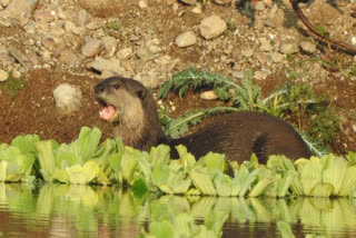 Beaver seen in Bundi after 30 years