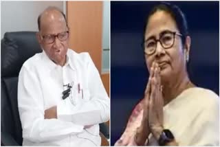 sharad pawar said that mamata banerjee will again join India Aghadi after the Lok Sabha elections