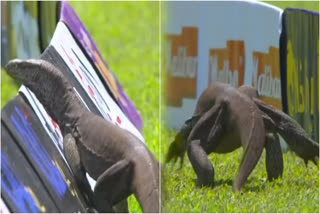 Monitor Lizard Stops Play After it Enters Field During SL vs AFG Test