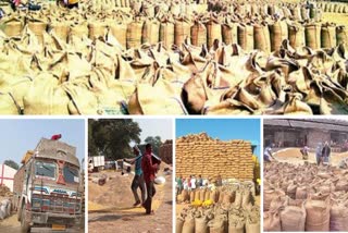 Paddy procurement drive in Chhattisgarh till Sunday