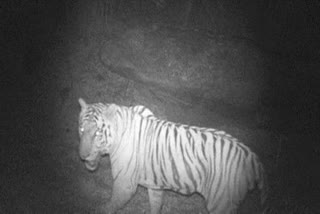 2 Tigers spotted in Kaveri North Wildlife Sanctuary