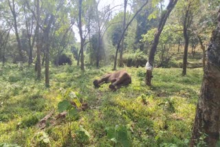 കാട്ടാന ചരിഞ്ഞു  അതിരപ്പിള്ളി തൃശൂര്‍  Wild Elephant died  Wild Elephant Death Athirappilly