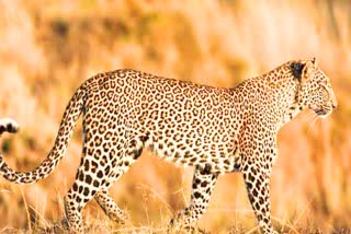 death of leopard in Dhamtari