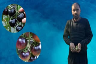 ashish-kumar-singh-is-cultivating-black-tomato-in-gaya