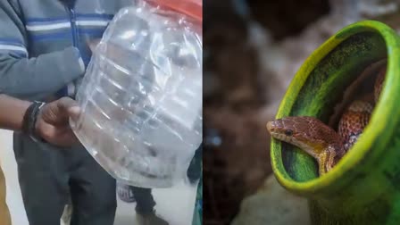 Man captured poisonous snake