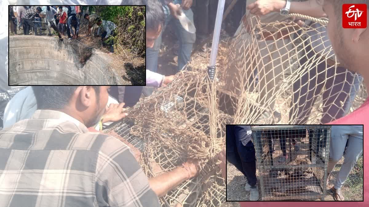 Leopard Cub Rescue in Amravati, Rescue team safely rescues leopard cub that fell into well