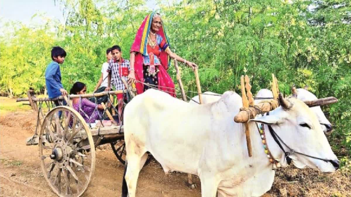 Story on 85 years Old Woman in Adilabad