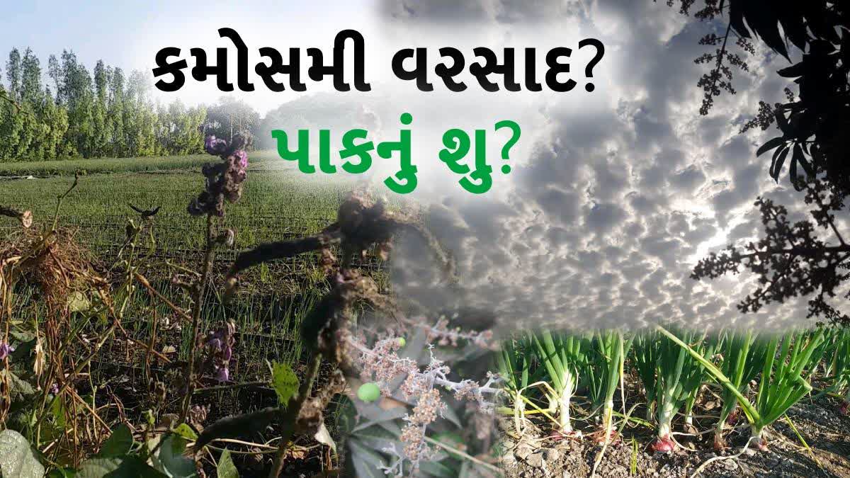 જિલ્લામાં ચણા, ડુંગળી, શાકભાજી અને અજમાનું વાવેતર કરવામાં આવ્યું છે