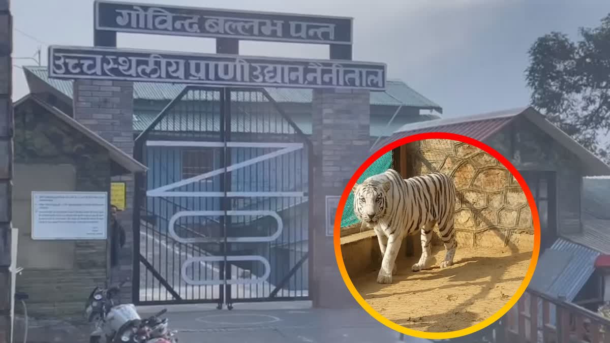 WHITE TIGER IN NAINITAL ZOO