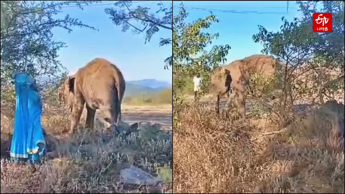 விவசாயியை தாக்கிய ஒற்றை காட்டு யானை