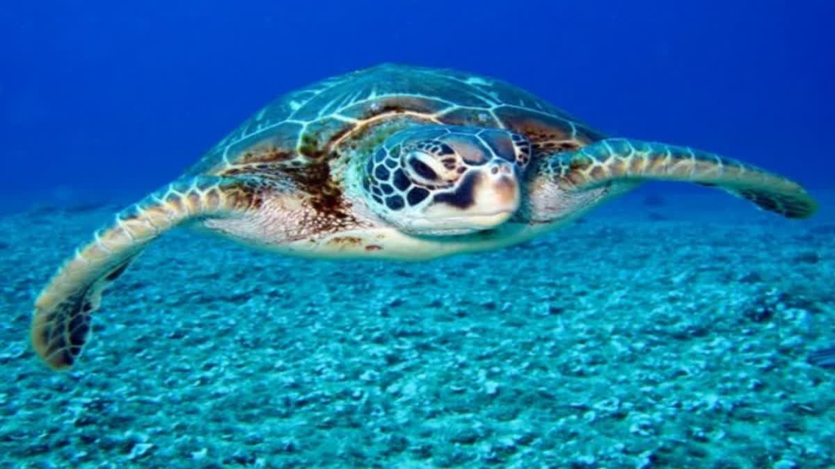 Threat to Olive Ridley Turtles