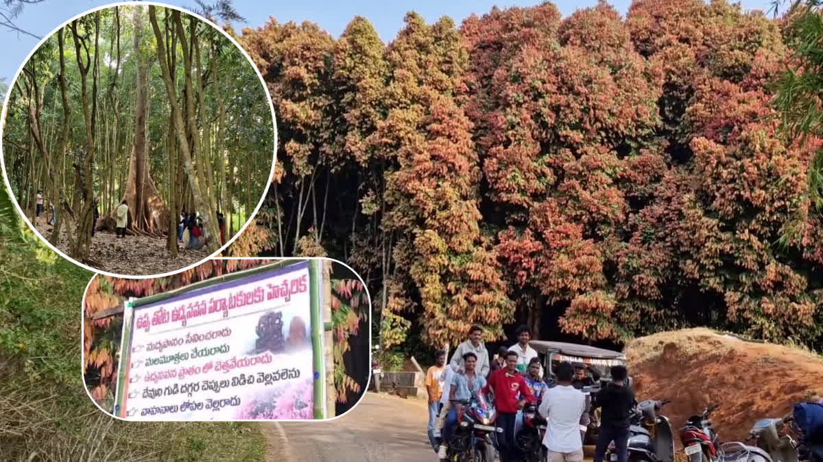 Uppa Trees In Alluri District