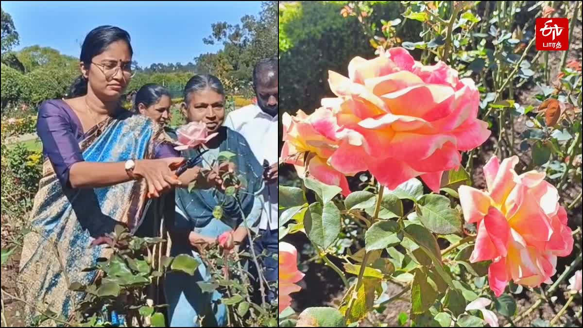 ரோஜா பூங்காவில் கவாத்து பணியை தொடங்கிய வைத்த ஆட்சியர் லட்சுமி பவ்யா தண்ணீரு