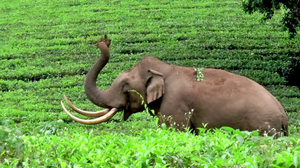 WILD ELEPHANT PADAYAPPA  WATCHERS TO MONITOR PADAYAPPA  പടയപ്പ മദപ്പാടില്‍  ഇടുക്കി പടയപ്പ ആക്രമണം