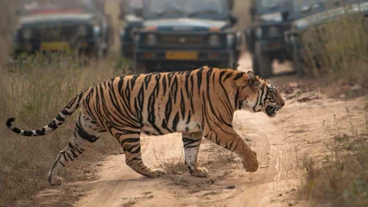 Ratapani Tiger Reserve