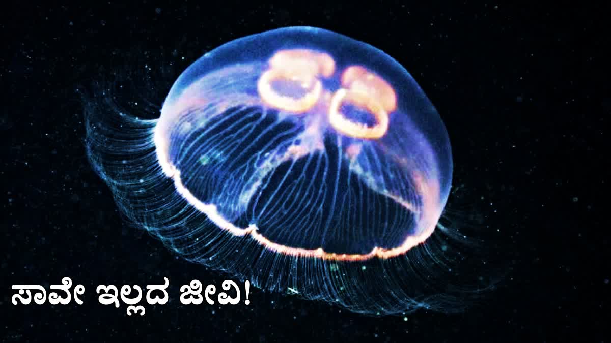 SECRET LIFE OF IMMORTAL JELLYFISH  HOW IMMORTAL JELLYFISH LIVE FOREVER  IMMORTAL JELLYFISH LIFE CYCLE  IMMORTAL JELLYFISH NEWS